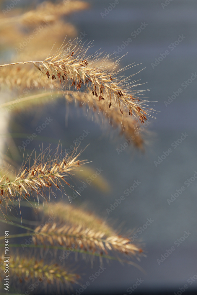 Fluffy grass on a blue background. Fluffy grass on a blue background.