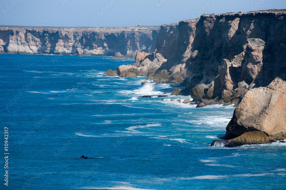 Naklejka premium Southern Right Whale Nullarbor Plain South Australia