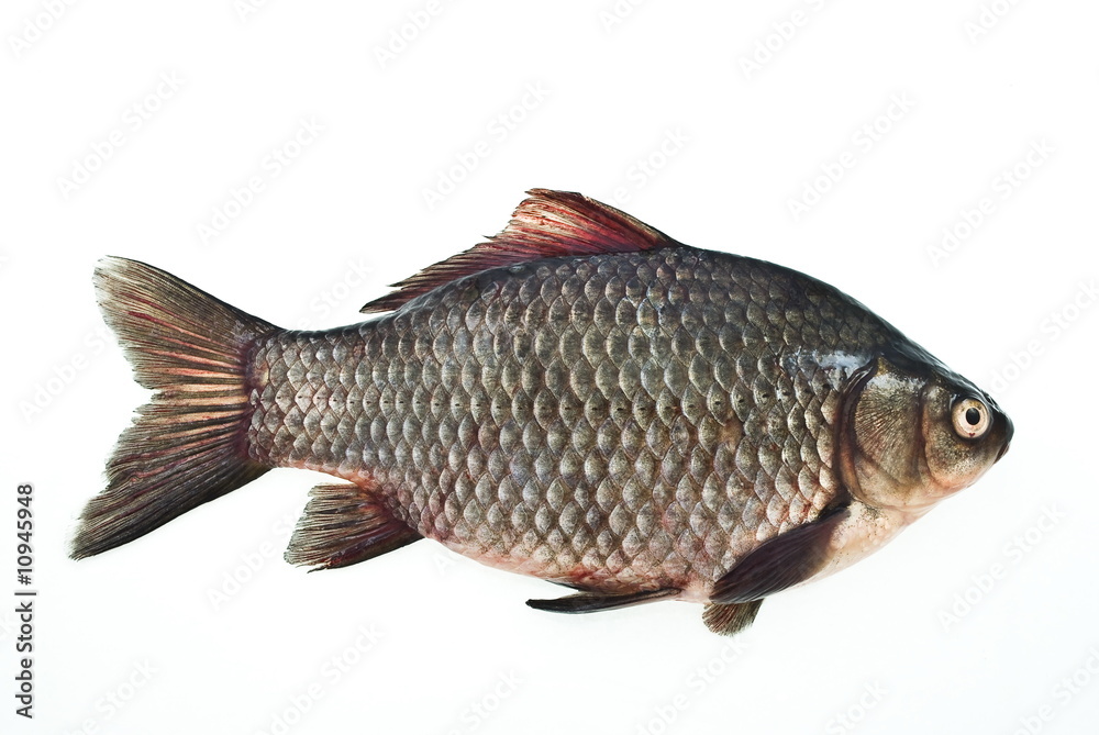 carp isolated on white carp isolated on white