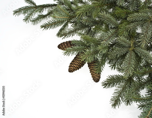 fir tree brenches with cones