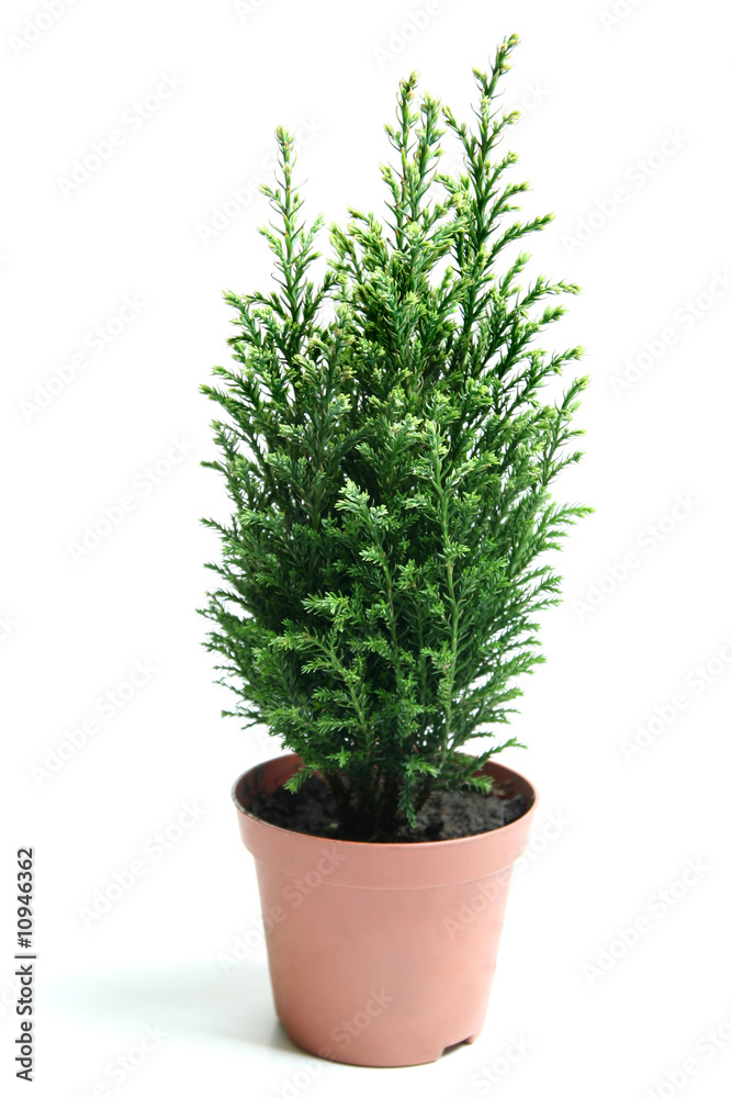Bush of juniper. Bush of juniper.