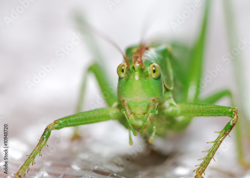 Grasshopper © manfredxy