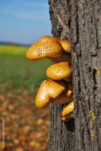 Tree mushrooms