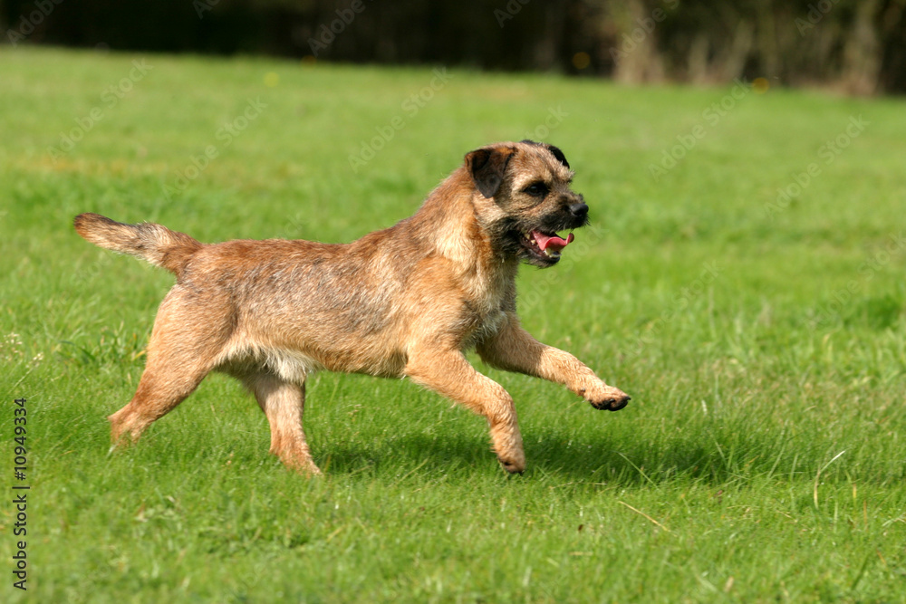 border terrier en course,avec une allure fière border terrier en course,avec une allure fière