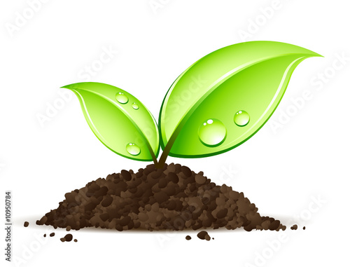Jeune plante en terre