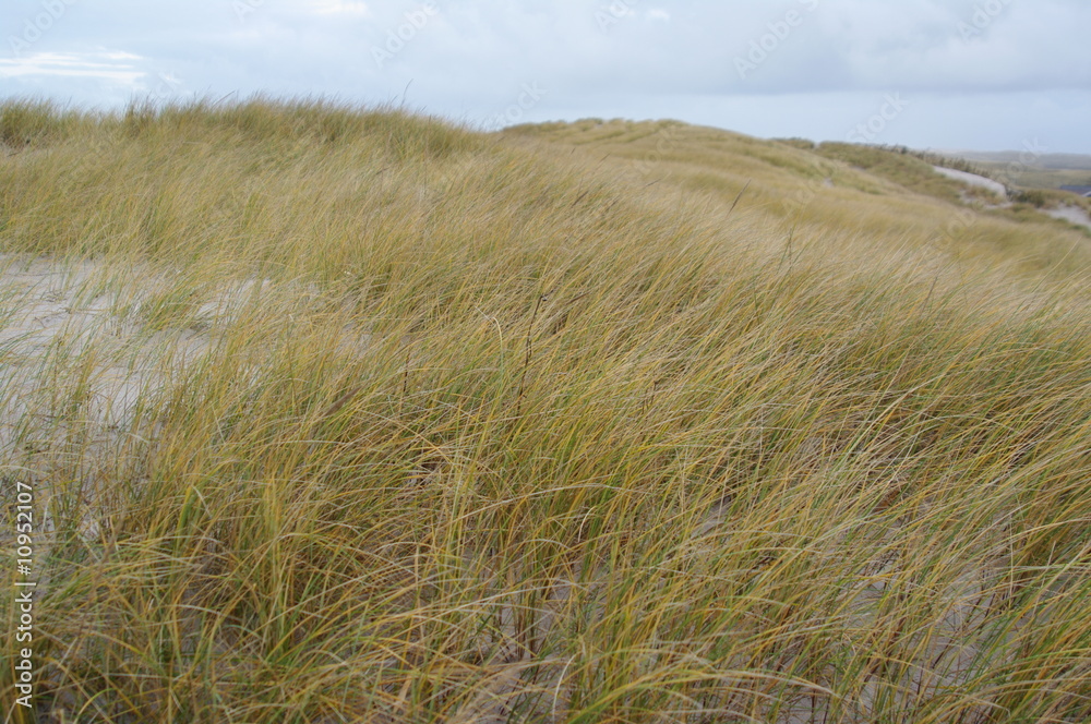 Strandhafer an dänemarks Nordseeküste