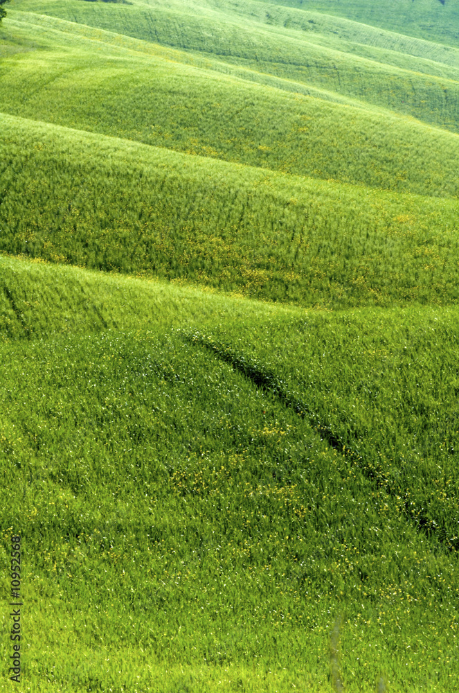 Green fields of wheat