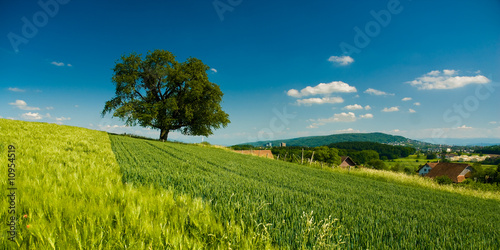 panorama of rural scenery with tree on field