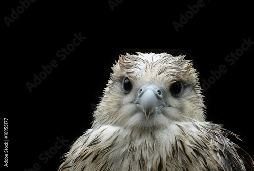 Принти на полотні Wet nestling eagle