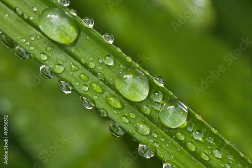 Green leaf with drops of rain