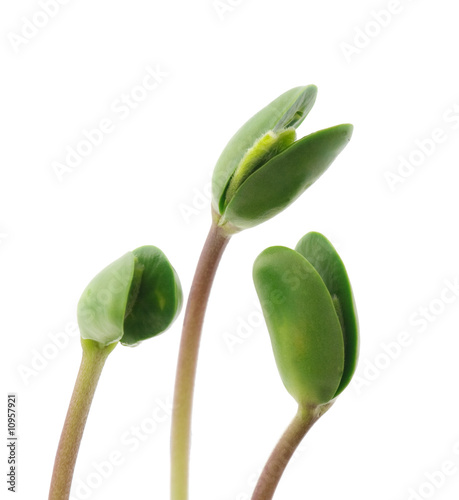 Small sprouts soy