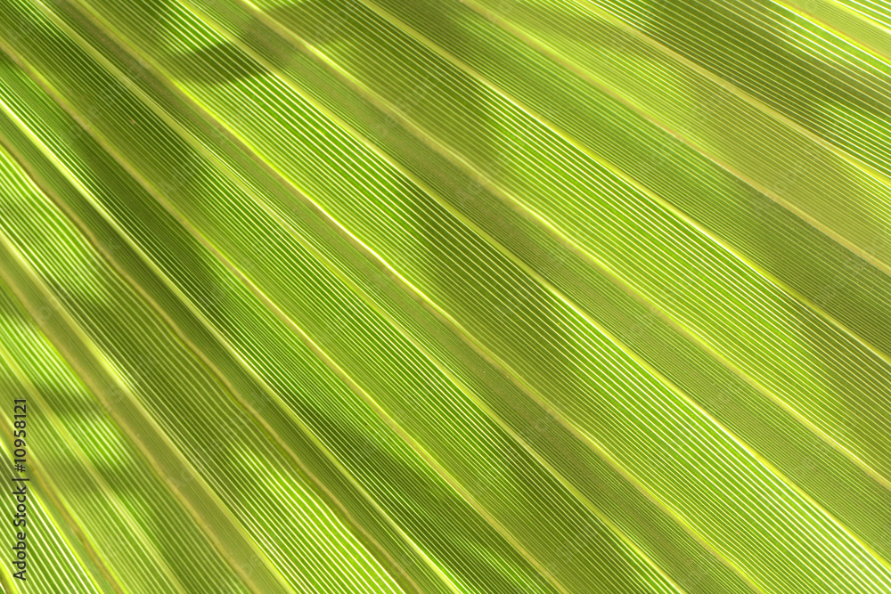 Obraz premium green background