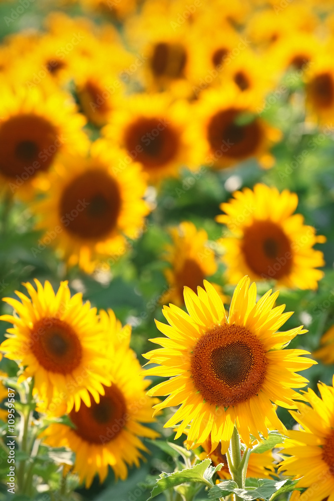 Field of Sunflowers Field of Sunflowers