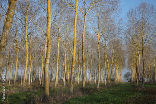 forêt de peuplier