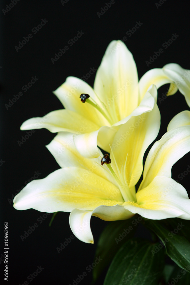 Beautiful white lilies close up in soft focus on black Beautiful white lilies close up in soft focus on black
