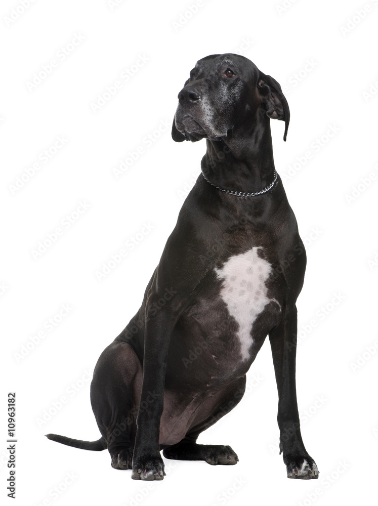 Obraz premium Great Dane