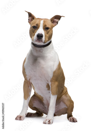 American Staffordshire terrier (18 months) © Eric Isselée