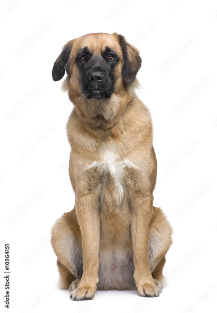 Leonberger Leonberger
