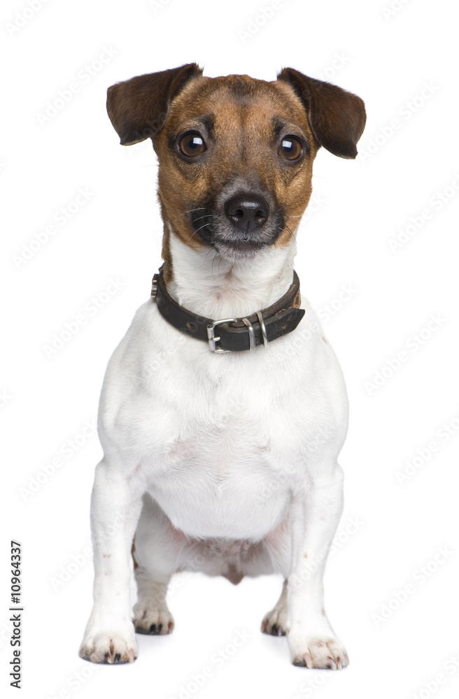 Jack russell (4 years)