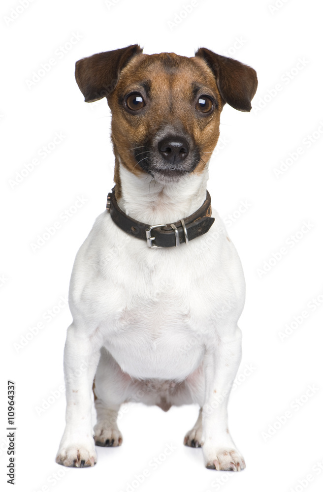 Obraz premium Jack russell (4 years)