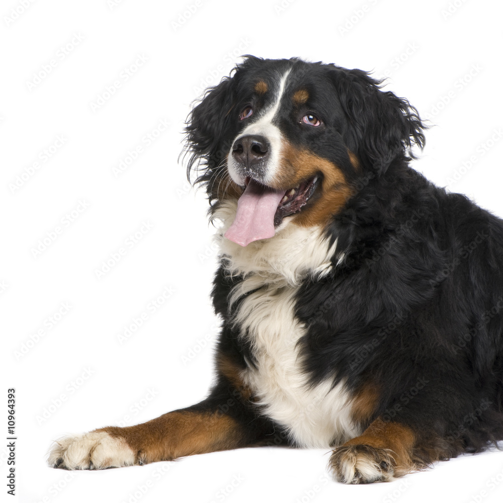 Bernese mountain dog (5 years)