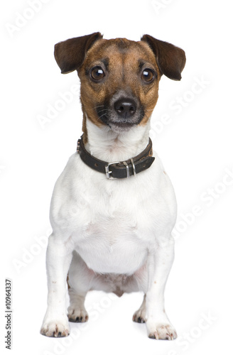 Jack russell (4 years) © Eric Isselée