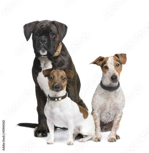 group of three dogs Boxer  Jack russell and a crossbreed