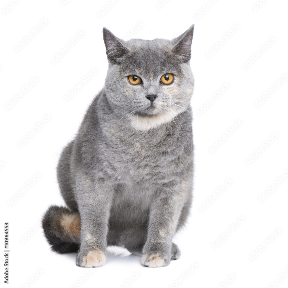 Obraz premium Bastard (7 months)