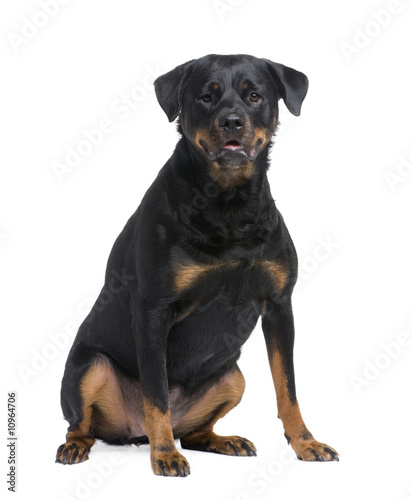 rottweiler  3 years 