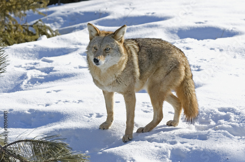 Coyote © outdoorsman