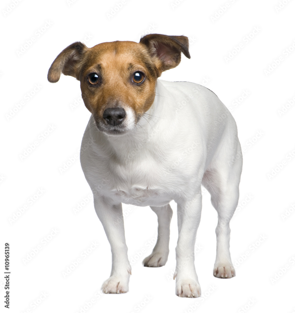 Jack russell
