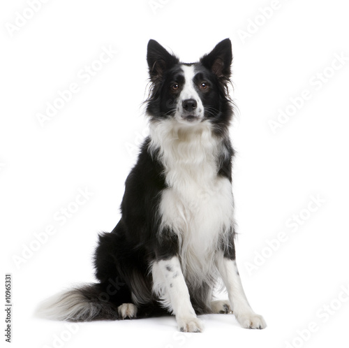 Border Collie (4 years) © Eric Isselée