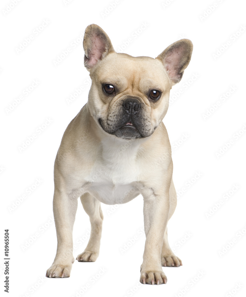 Fototapeta premium French Bulldog (2 years)