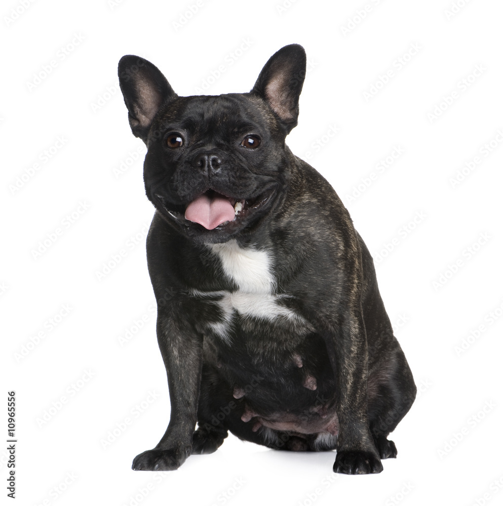 French Bulldog (2 years)