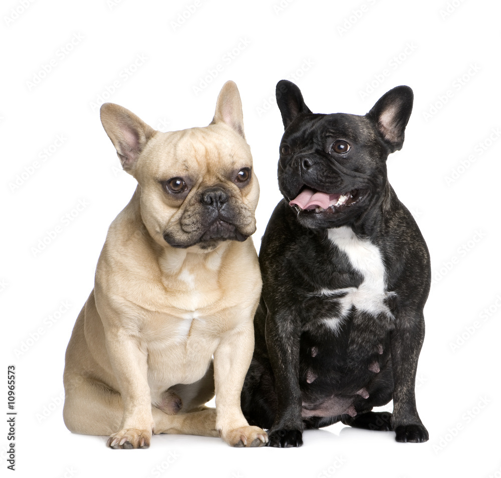 couple of French Bulldogs