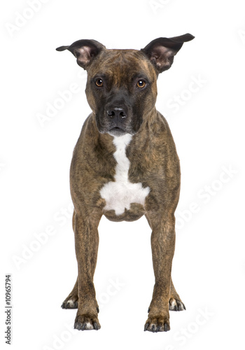 American Staffordshire terrier (8 years)