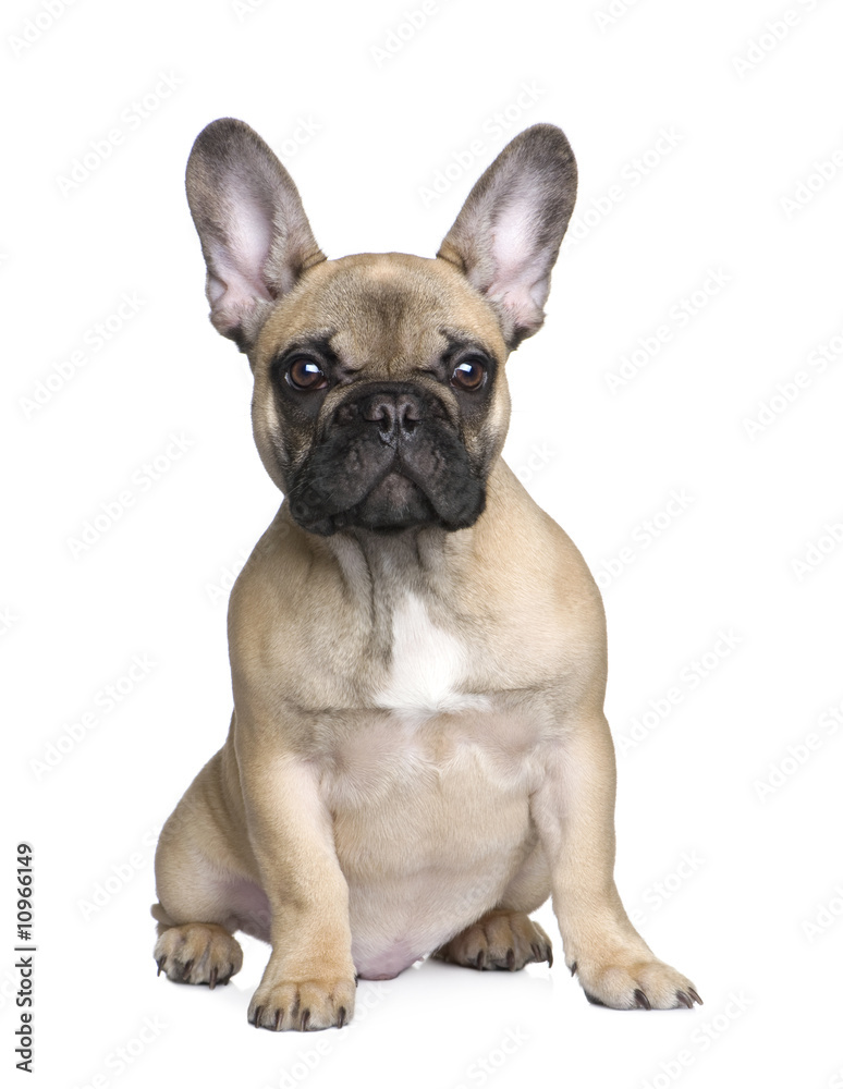 French Bulldog