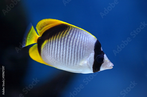 Fish Chaetodon lineolatus