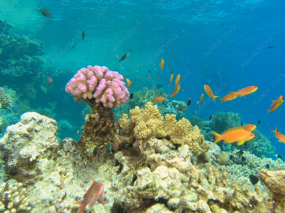 Shoal of fish on the coral reef