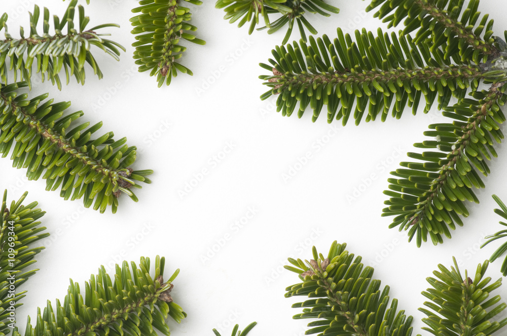 Spruce frame on white background Spruce frame on white background