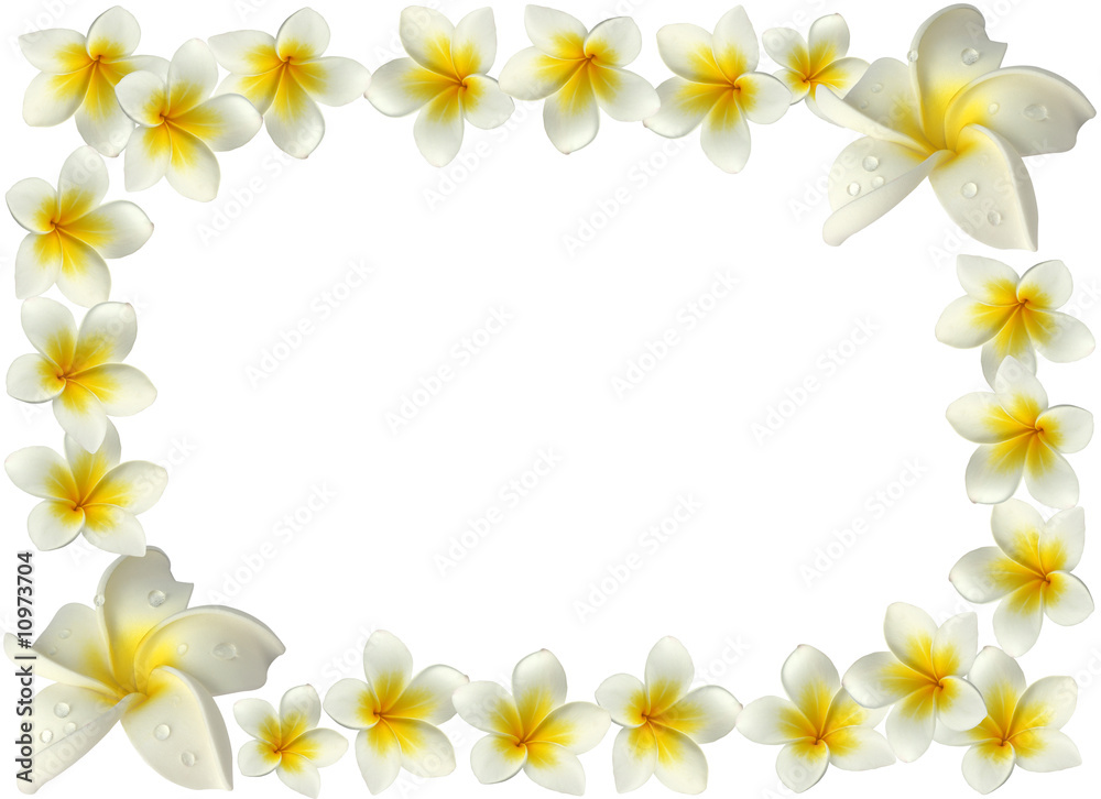 bordure de fleurs blanches de frangipanier Stock Photo | Adobe Stock