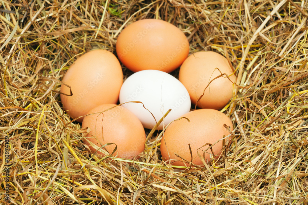 five yellow eggs five yellow eggs