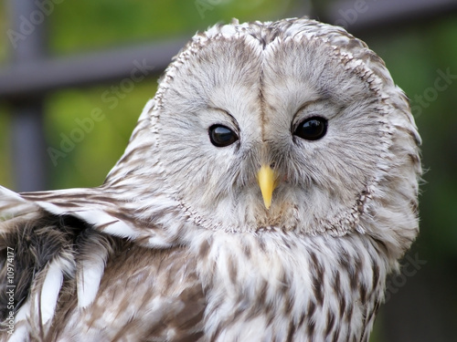 strix uralensis ural owl photo