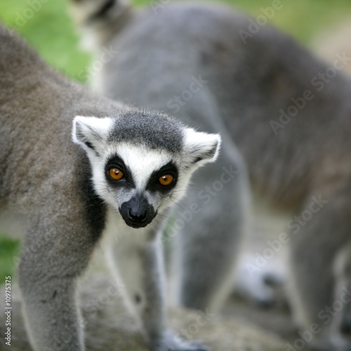 Madagascar Ring Tailed Lemur
