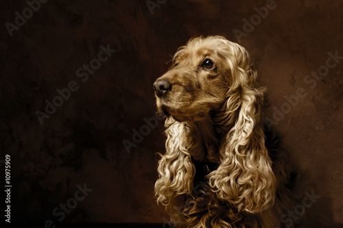 Plakat w ramie Art cocker