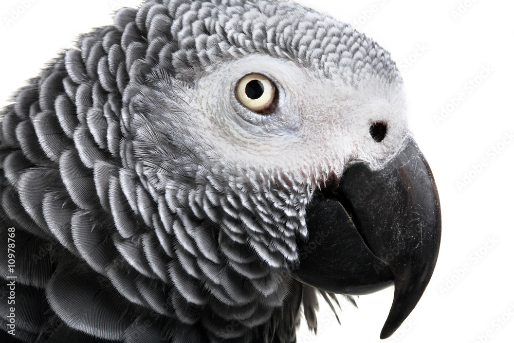 Obraz premium African Grey Parrot isolated on white