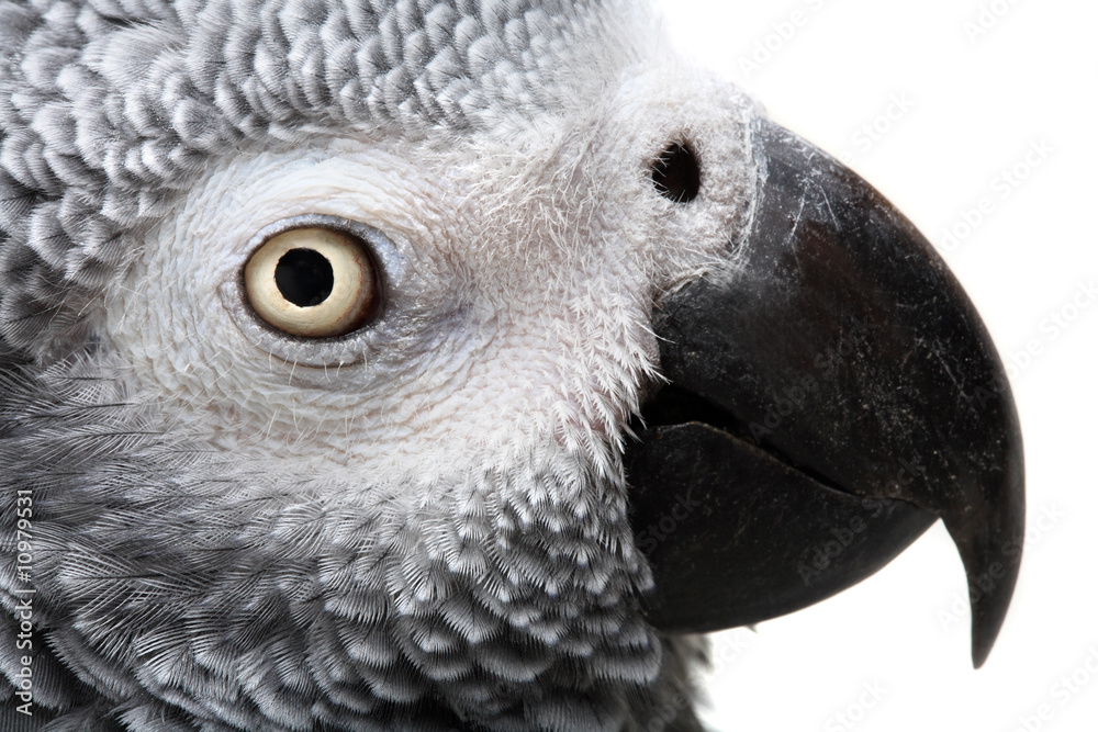Fototapeta premium African Grey Parrot isolated on white