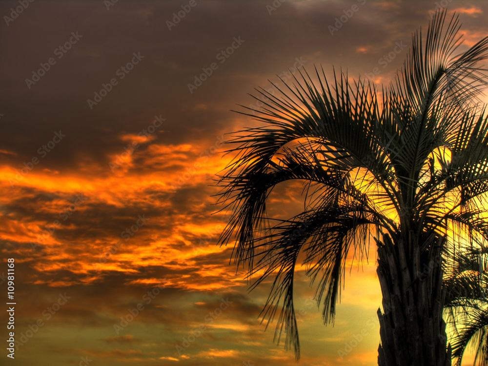 Canet Plage Sunrise, Palm Trees 4