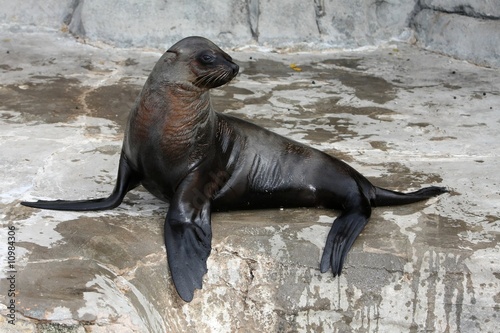 Seal Sun Bathing