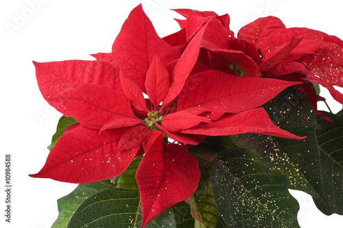 Poinsettia - Christmas Star - Close-up Background